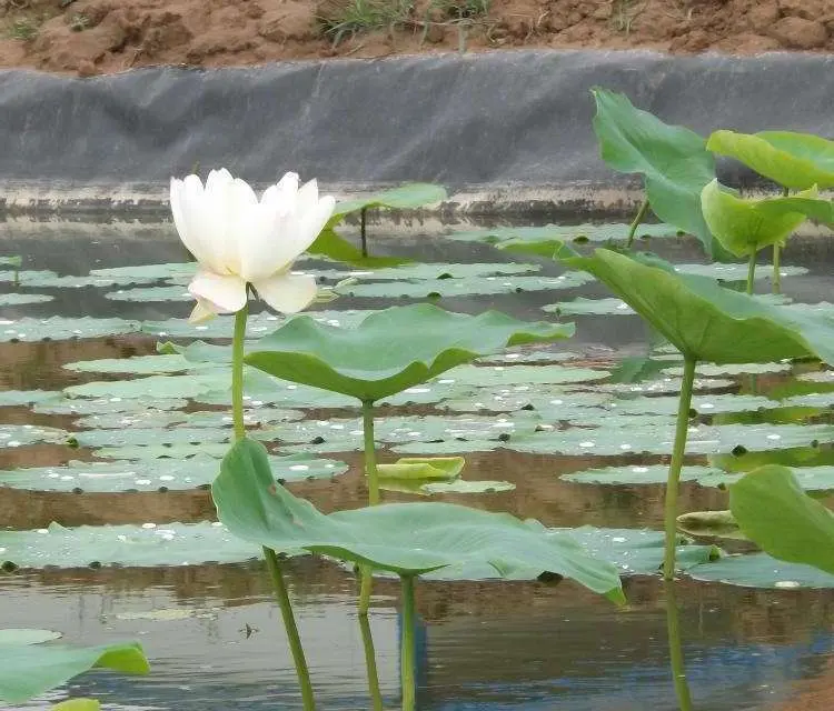 Geomembrana para jardín M